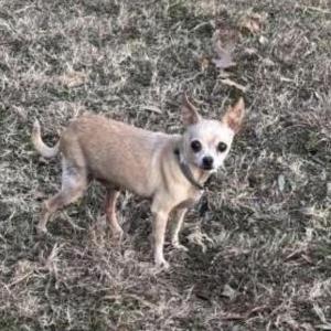Image of Sherlock, Lost Dog