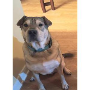 Image of Titus, Lost Dog