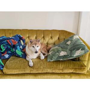 Image of Yoshi, Lost Dog