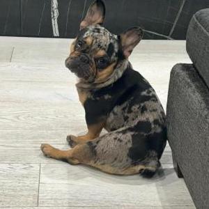Lost Dog Mookie