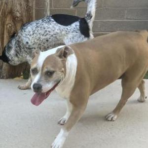 Image of Daisy, Found Dog