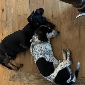 Image of Scout, Lost Dog