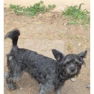 Lost Dog Avena