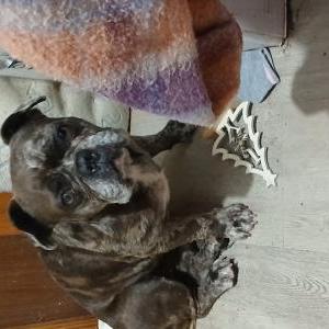 Image of Unknown, Found Dog