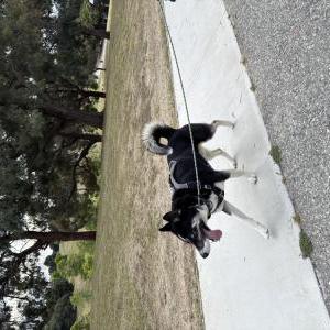 Found Dog Unknown