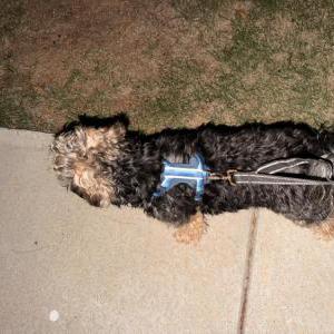 Found Dog Unknown