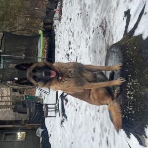 Lost Dog Lila
