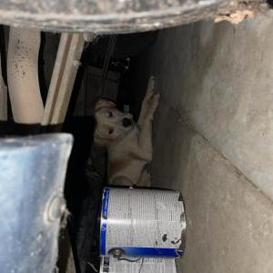 Image of Unknown, Found Dog