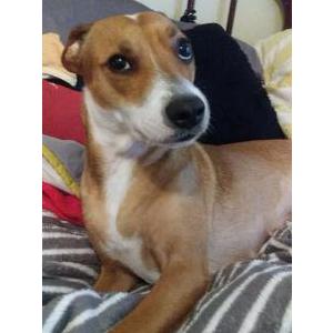Lost Dog Jolene