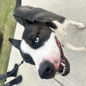 Image of Unknown, Found Dog