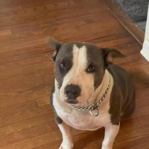 Image of Kby, Lost Dog
