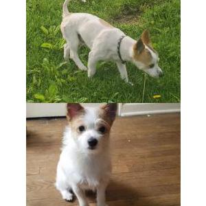 Image of Riley, Lost Dog