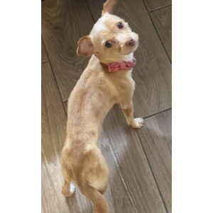 Image of Pandora, Lost Dog