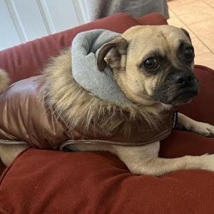 Image of Papi, Lost Dog