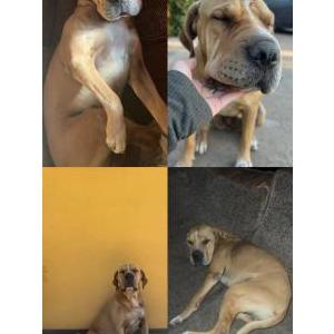 Lost Dog Chai