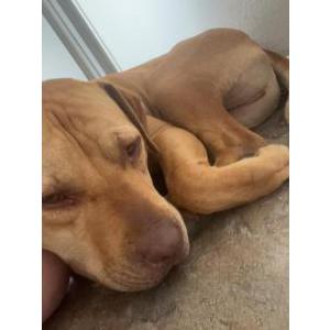 Image of Shiloh, Lost Dog