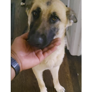 Found Dog Unknown