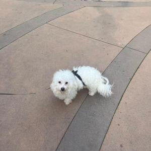Image of kazi, Lost Dog