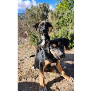 Image of Unknown, Found Dog