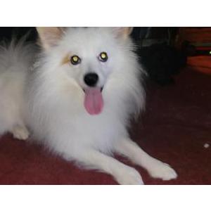 Image of Cinny, Lost Dog