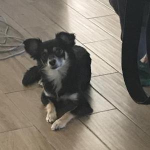 Image of Raine, Lost Dog