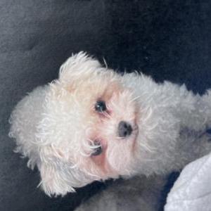 Lost Dog Princess