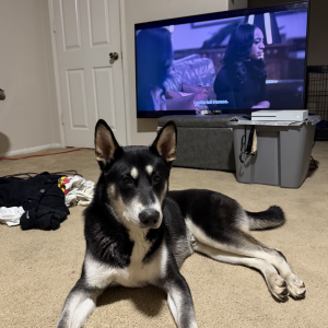 Image of Staxx, Lost Dog