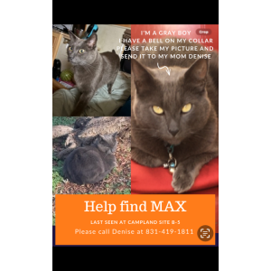 Image of MAX, Lost Cat
