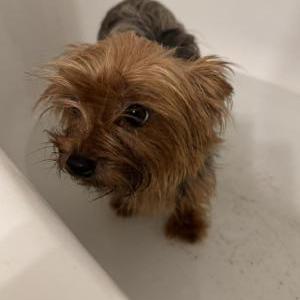 Image of Lulu, Lost Dog