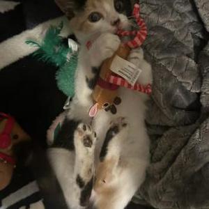Image of Mimi, Lost Cat