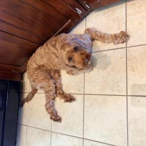 Image of Rio, Lost Dog