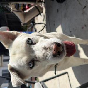 Found Dog Unknown