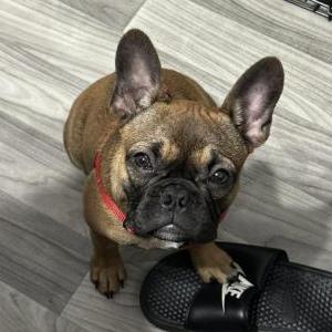 Image of Maxie, Lost Dog