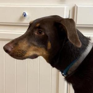 Image of Unknown, Found Dog
