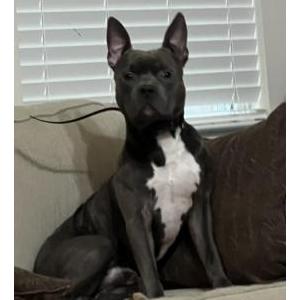 Image of Louis, Lost Dog