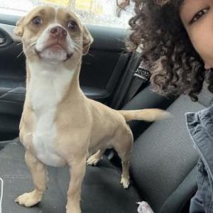 Image of Oliver/ollie, Lost Dog
