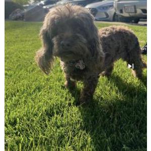 Image of Coco, Lost Dog