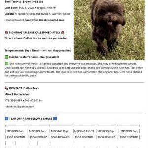 Lost Dog Moca