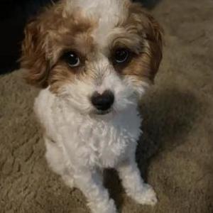 Image of Ponyo, Lost Dog