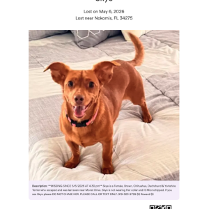Image of Skye, Lost Dog