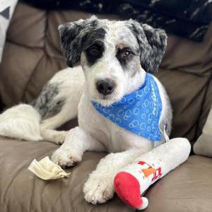 Image of Bentley, Lost Dog