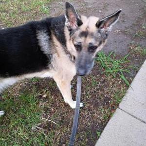 Image of GRACIE, Lost Dog