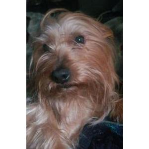 Lost 1 Chico (Connecticut)