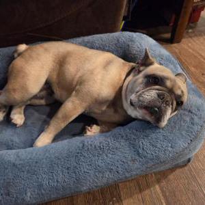 Image of Ashley, Lost Dog