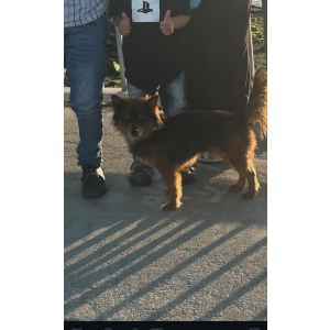 Lost Dog Leland