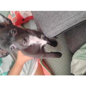 Lost Dog Princess