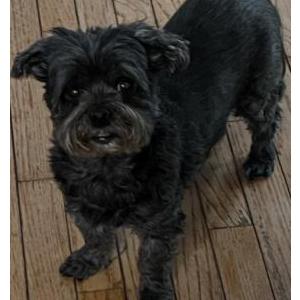Image of Mojo, Lost Dog