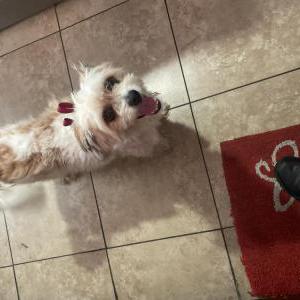 Image of Mono, Lost Dog