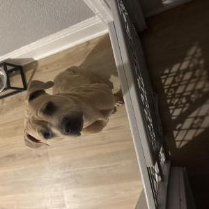 Image of Baby Seal, Lost Dog