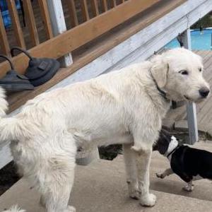 Image of Bonnie, Lost Dog
